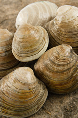 Obraz premium Fresh Littleneck Clams
