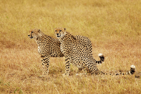 Two Cheetahs on the Masai Mara in Kenya