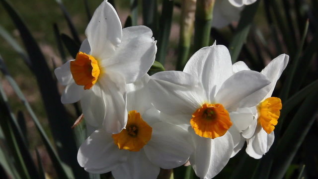 White and orange narcissus closeup