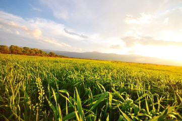 beautiful sunset in nature