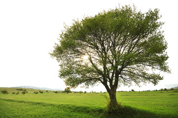 Fototapeta na wymiar lonely tree on meodow with isolated sky