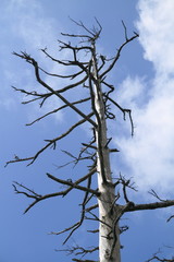 大台ケ原の枯れ木と空