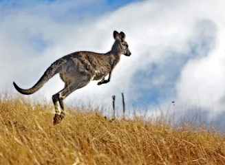 Fototapete Känguru Känguru
