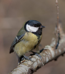 Portrait of a titmouse