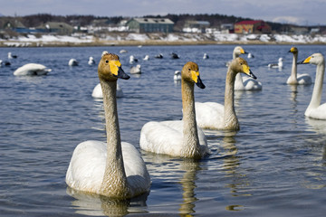 Young whooper swan at island Sakhalin coast