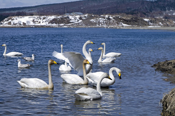 whooper swan at island Sakhalin coast