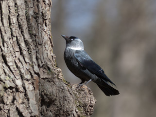 jackdaw on a tree