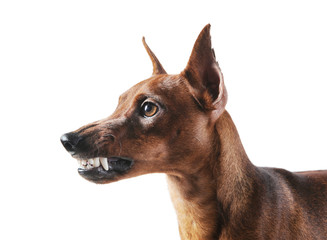 Miniature Pinscher.