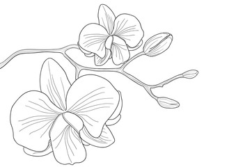 White orchid © pressmaster