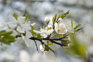 White cherry flowers