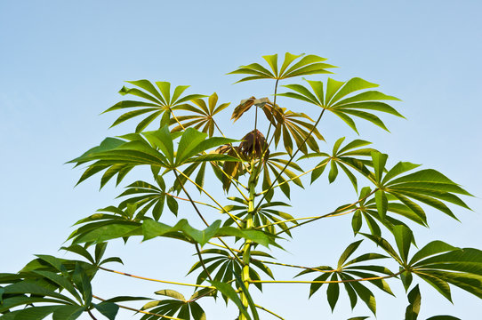Cassava tree