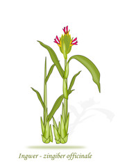 Ingwer Illustration