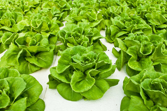 Hydroponic vegetable