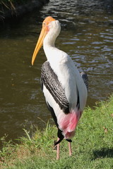 Painted stork or Mycteria leucocephala