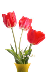 Red tulips with water droplets in a vase on white