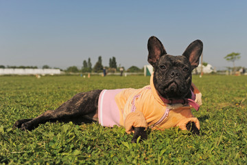 bouledogue français habillé