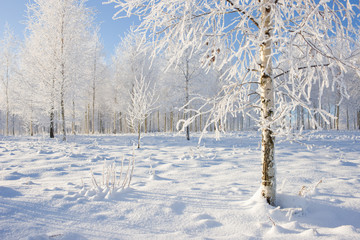 Birch Grove in winter