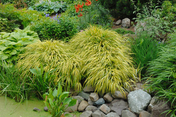 hakonechloa macra aureola
