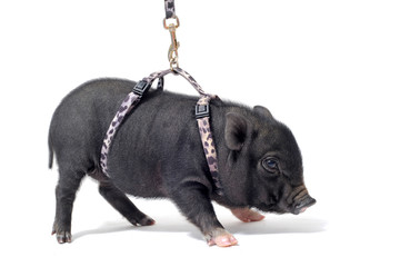 bébé cochon nain en harnais