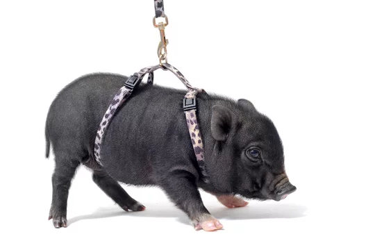 bébé cochon nain en harnais Stock Photo | Adobe Stock