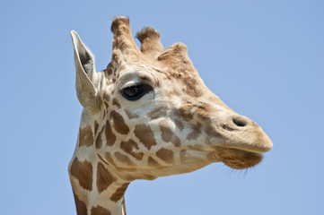 Girafe tête
