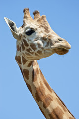 Girafe