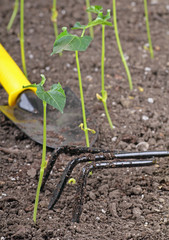Green Bean Gardening