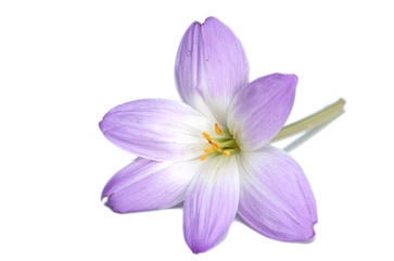 One beautiful flower on a white background