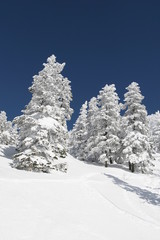 Fototapeta na wymiar snow tree
