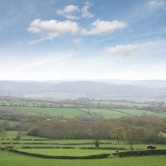 Fototapeta na wymiar Shropshire countryside, famous for dairy farming.
