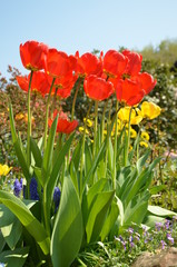 Tulpen