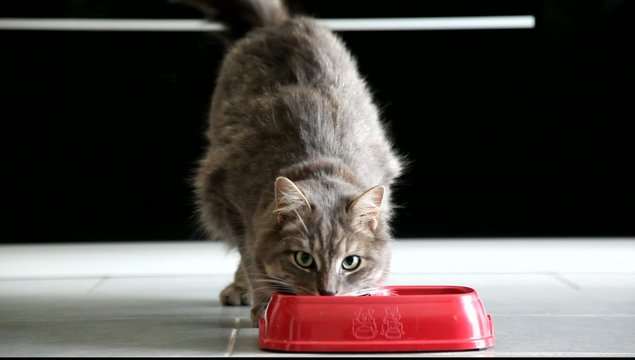 Gatto che mangia