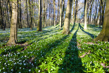 Anemonenblüte im Frühling
