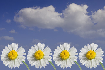 Margheriten © Olaf Wandruschka