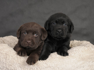 LABRADOR CUCCIOLO 60 GG.