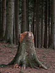 Old tree stump in the spruce forest