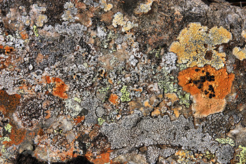 Lichen in Iceland