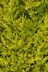 texture di macro di foglie verdi