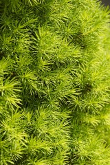 texture di macro di foglie verdi