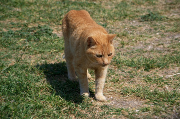 Gatto rosso