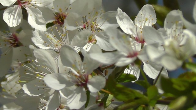 Mirabellenbl&uuml;te - Prunus domestica