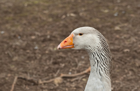 Gray goose portrait