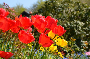 Rote Tulpen im Garten