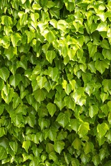 texture di macro di foglie verdi