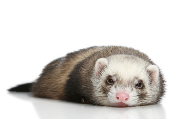 Ferret on a white background