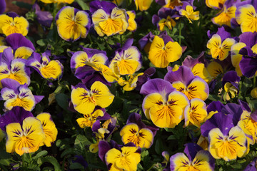 Colorful viola tricolor flowers in garden - 31711167