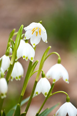 Frühlingsblumen. Schneeglöckchen. Natur-Kosmetik