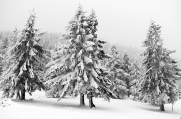 New snow on pine trees
