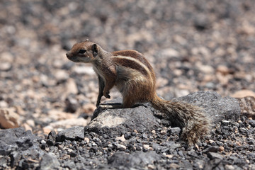 Chipmunk on canary island Fuerteventura, Spain