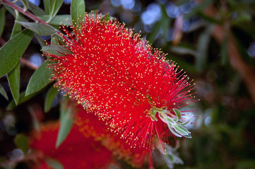 bottle brush red flower